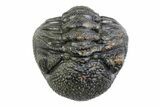Wide, Bumpy Enrolled Morocops Trilobite - Morocco #383421-2